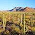 Sonoran Desert