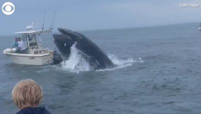 Whale capsizes boat off Portsmouth, New Hampshire in incredible video recorded by teen - WDEF