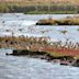 Oare Marshes