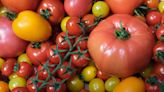 11 Different Tomato Varieties And The Best Way To Cook With Each