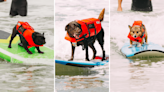 Watch: Dogs catch waves in California surfing contest