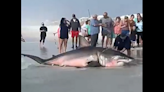 Hallan un descomunal tiburón blanco de 1,500 libras en playa de la Florida