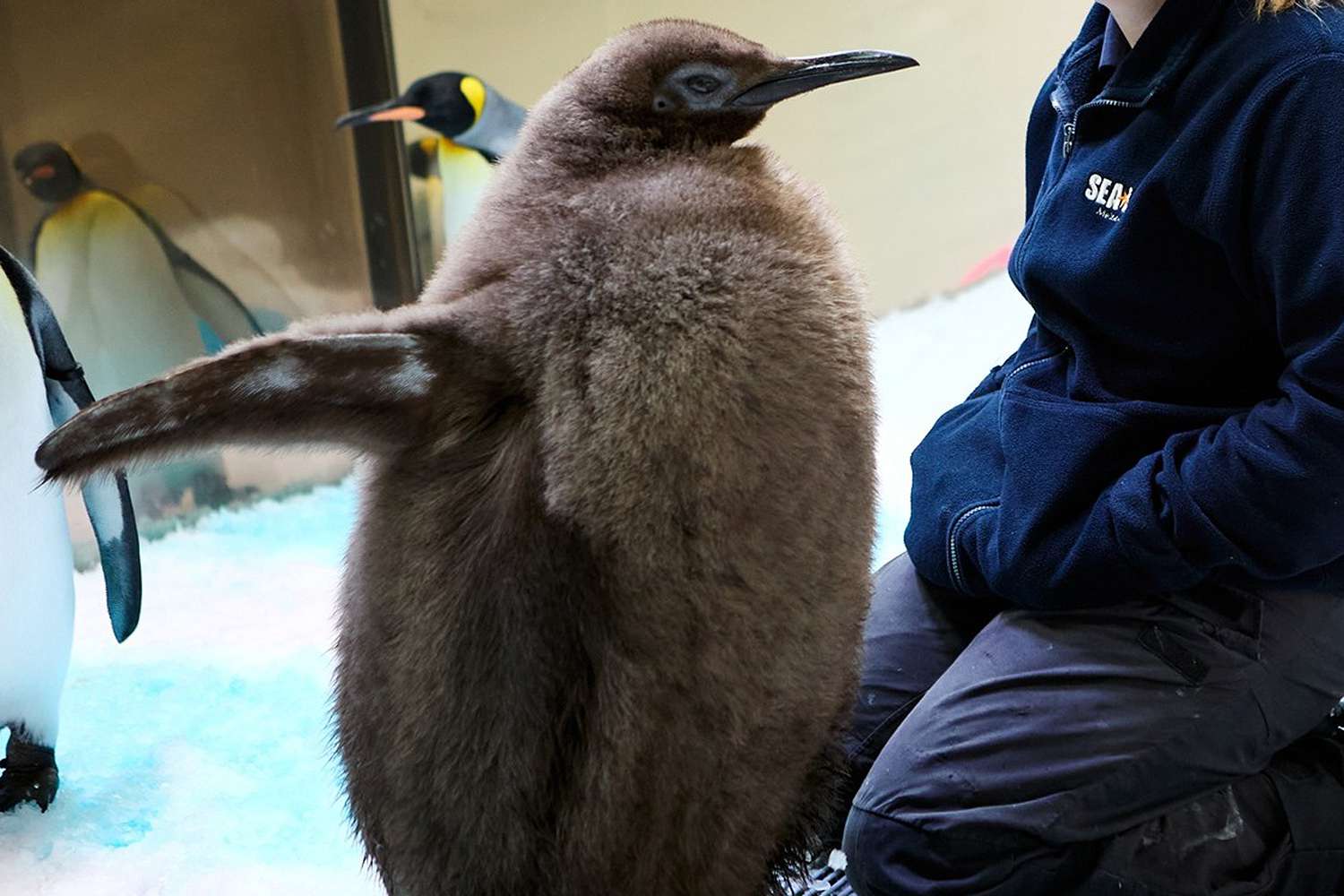 Pesto the Baby Penguin Goes Viral as 9-Month-Old Eats 25 Fish a Day