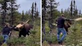 Watch: Unarmed Canadian Man Challenges a Bull Moose ... and Wins?