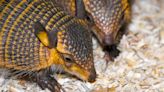 Audubon Zoo welcomes first screaming hairy armadillos born in North America since 2018