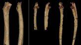 Ancient bones confirm earliest-known human ancestor walked upright