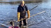 Wild oysters rescued in Wellfleet ahead of Herring River dike work