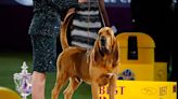 Who will win Best in Show? Schedule, TV, streaming info for 2023 Westminster Dog Show