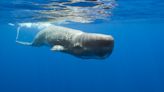 Whales are speaking in secret language using ‘alphabet of clicks’