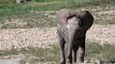 Pittsburgh Zoo & Aquarium’s elephant calf dies at age 2