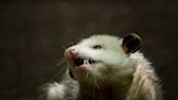 Once thought too cold for the marsupials, Montreal home to growing number of opossums