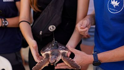 Rescued loggerhead turtles set free on beach in Spain