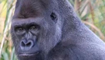 UK’s oldest silverback gorilla and TV star dies aged 42