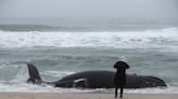 Dead humpback whale found adrift in Raritan Bay