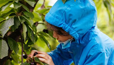 澳洲採藍莓1年價值觀變了？過來人認：真的天差地遠 - 時事