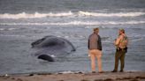 Muere ballena que quedó varada en una playa de Florida y atrajo la atención nacional