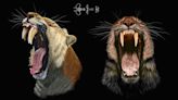 How saber-toothed cats' baby teeth kept their adult fangs from breaking