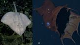 Researchers Capture Footage of Rare Bioluminescent Deep-Sea Squid