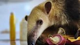 Día del Medio Ambiente: un oso melero y 16 aves silvestres rescatadas fueron derivados a Santa Fe | Sociedad