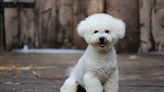 Rescued Bichon Frise Enjoying the Sunshine After a Lifetime in a Cage Is Beautiful