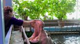 Climate change could force hippos onto endangered list