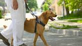 Can I walk my dog without a leash in Pennsylvania? See what state and local laws say