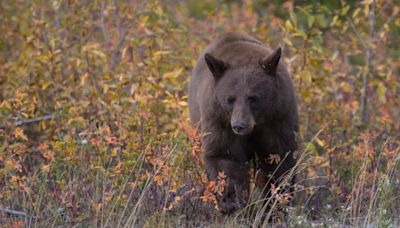 Serie de ataques de oso genera alerta en Nueva Jersey