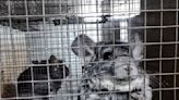 Welfare group reports severe breaches on Romanian fur farms