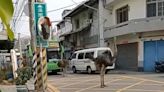 2隻比人高「鴕鳥」逛大街擋公車！警民分工圍困停車場傻眼：誰家丟的