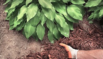 What Is Mulch, and How Can It Transform Your Garden Into a Paradise?