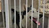 Rescatan a perro husky que padecía maltrato en Texcoco