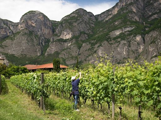 Hoje é dia dos vinhos naturais e biodinâmicos