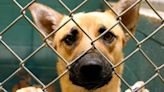 Prince George’s County animal shelter temporarily closes due to canine illness outbreak