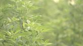 Lawsuit filed after $1M of hemp seized in Spring Hill