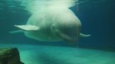A baleia Bella vive num shopping há dez anos — agora há uma petição para a libertar
