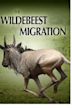 The Wildebeest Migration