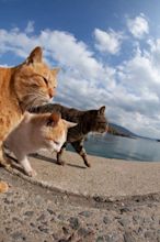 Cat Heaven Island in Japan (50 pics)