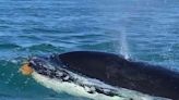 Pescaban en un bote en Puerto Madryn, llegaron las orcas con sus crías y filmaron esta maravilla