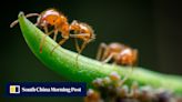 Japan tackles invasive fire ants in first colony found this year