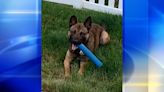 Pittsburgh Police K-9 Unit mourning unexpected loss of K-9 Hans