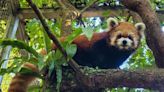 慟！14歲小貓熊YaYa病逝 台北市立動物園哀悼：再見了