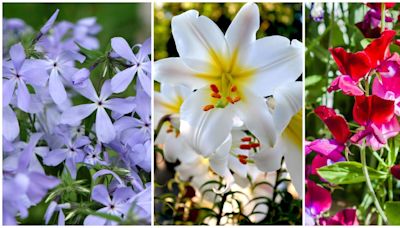 Scented plants for summer borders and containers