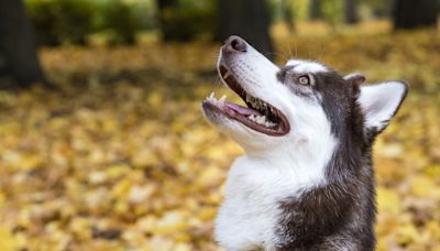 15-Year-Old Husky Lives It Up During His Golden Years and People Are Here for It