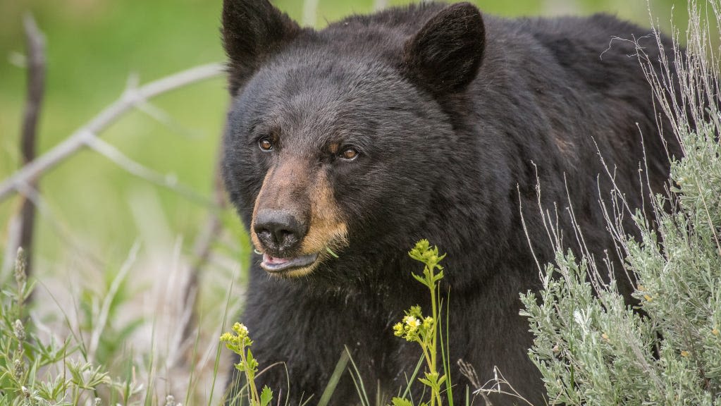 Bear incidents steady in NJ but on the rise in Sussex; state offers bear-proof trash cans