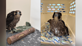 ‘Rare occurrence’: Two baby falcons rescued in San Jose, San Mateo