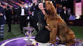 How does the Westminster Dog Show work? Explaining the rules, groups, judging for 2024 competition | Sporting News Canada