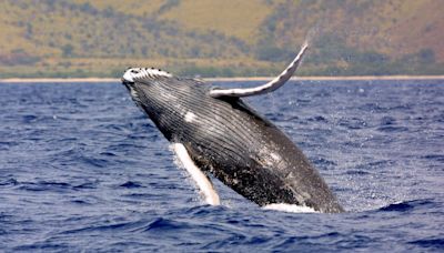 Researchers look for answers after humpback whale washes ashore on Block Island