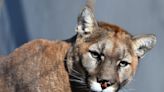 A 103-pound mountain lion was shot, killed on golf course after disrupting a tournament
