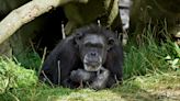 Dublin Zoo 'say goodbye' to resident after chimp Betty euthanised