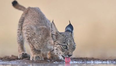 El lince ibérico ya no es una especie en peligro de extinción: “Superar los 2.000 ejemplares es un hito histórico”